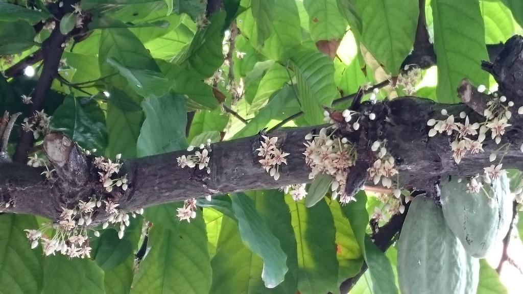 Pousada Cheiro De Cacau Porto Seguro Buitenkant foto